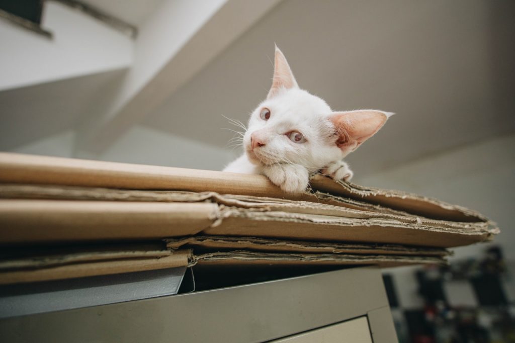 white kitten on brown folded cardboard boxes